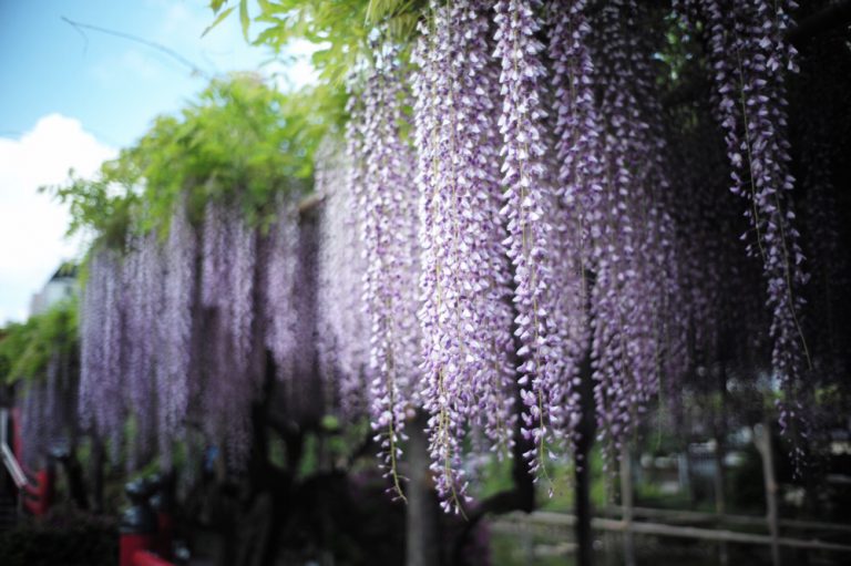 亀戸天神社 藤まつり ジョン俺の写真ジョビ