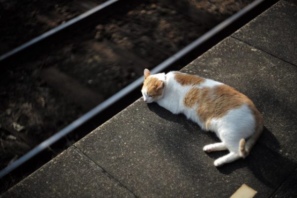 Cat that acts as a station employee.