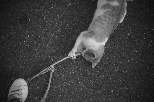 A cat playing with a string