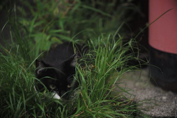 Cat of the bush
