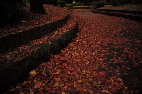Carpet of fallen leaves