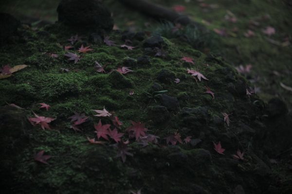 苔と落葉