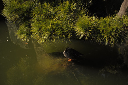 Duck in the shade