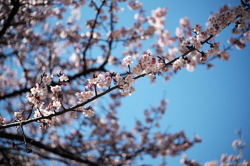 winter cherry blossoms