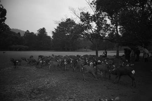 Flock of deer