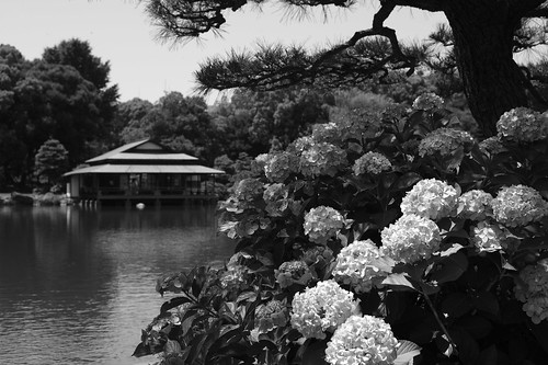 Kiyosumi Garden hydrangea