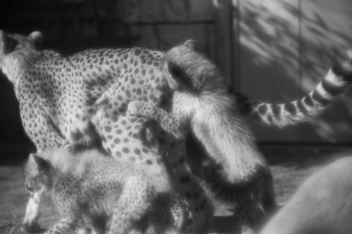 Child cheetah