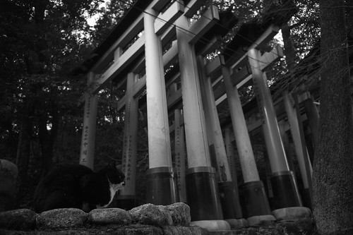 cat and torii gates