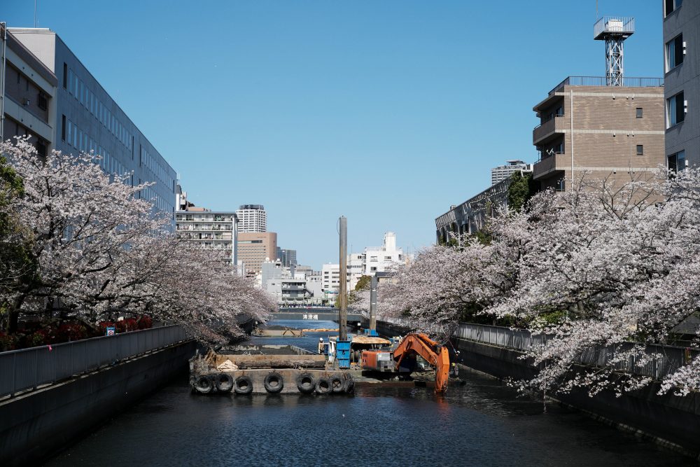 Heavy machinery and cherry blossoms